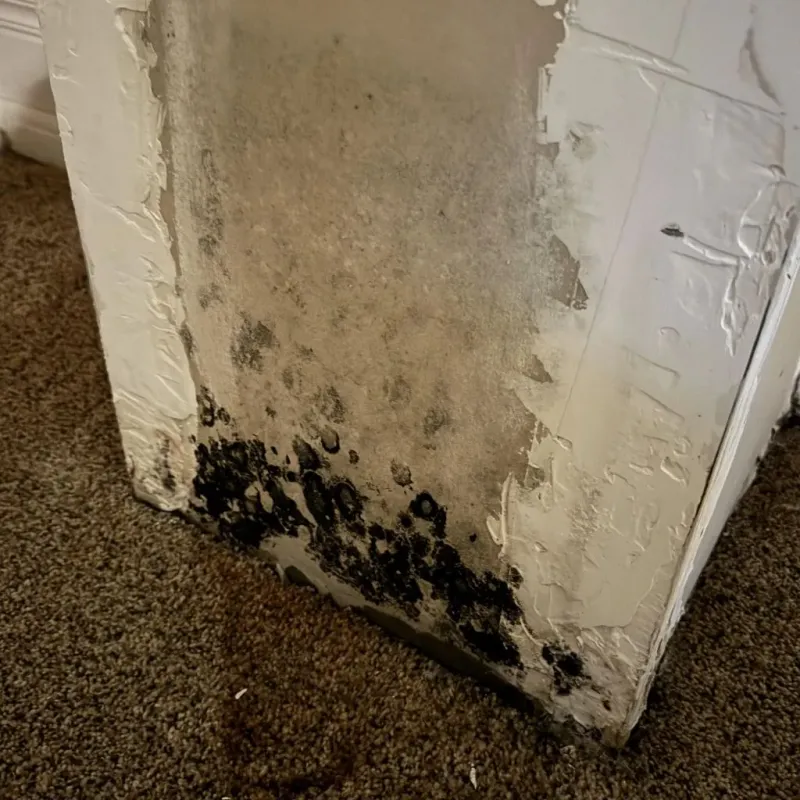 Professional Mold Removal in Lapeer County, MI